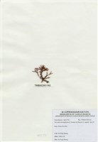 藏品(海木耳)的圖片